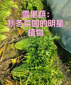 秋季雪里蕻什么时间种