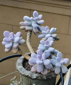 桃蛋徒长严重怎么办