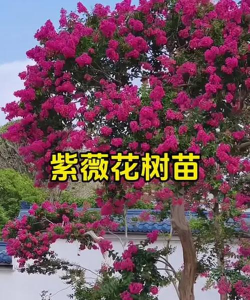 花期长的树花有什么品种