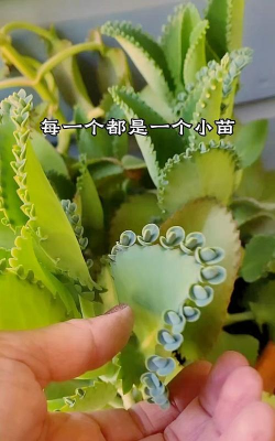 怎么描写宽叶不死鸟