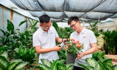 家庭养花用生根粉