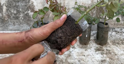 家庭养花用生根粉