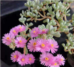 白凤菊怎么能开花