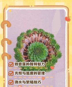 多肉植物观音连怎么养
