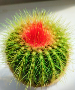 金冠仙人球长什么样