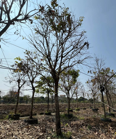 大叶紫薇落叶后什么样