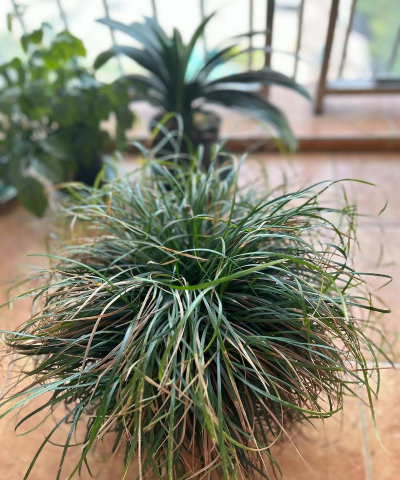 盆栽麦冬如何过冬