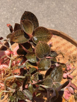 金线莲叶子是什么样