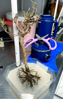 家庭养花用生根粉