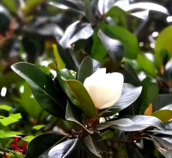 橡胶树花也叫什么花