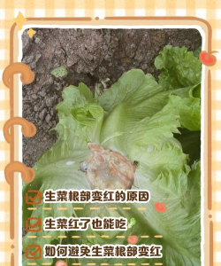 怎么能让生菜根不红