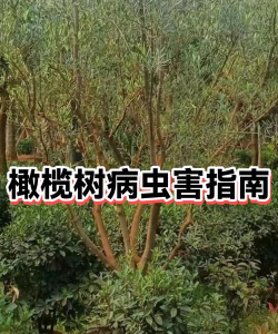 橄榄树有什么病虫害