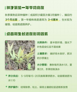 用种子怎么繁殖南天竹