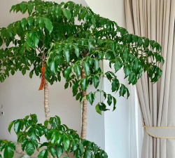 大幌伞枫用什么土壤好