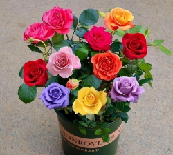 红颜色的花盆种什么花呢