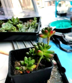 家庭养花用生根粉