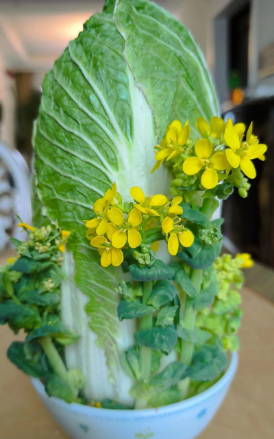 大白菜花长什么样子