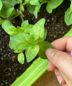 家庭养花用生根粉