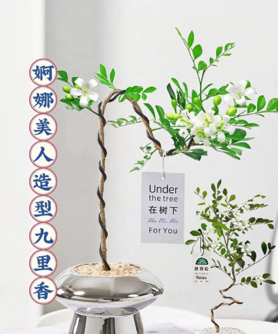 家庭养花用生根粉