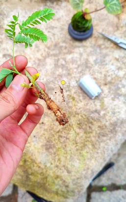 家庭养花用生根粉