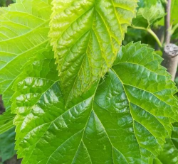 罗汉果叶子长什么样