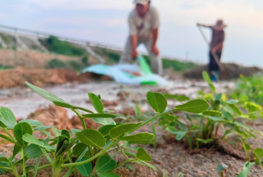 家庭养花用生根粉