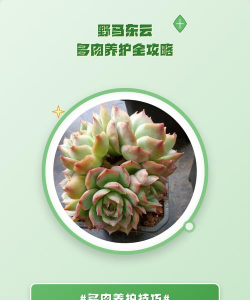 野马东云多肉怎么种