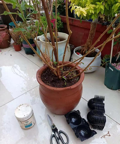 家庭养花用生根粉