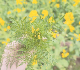 茵陈蒿的花什么样