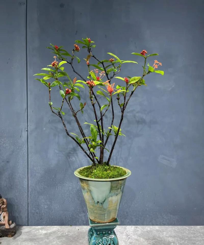 家庭养花用生根粉