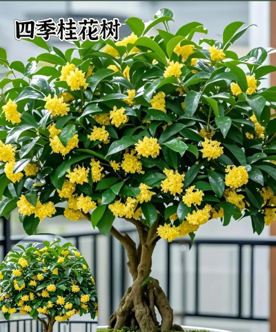 四季桂花是什么科花期