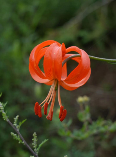 山丹丹花什么季节开