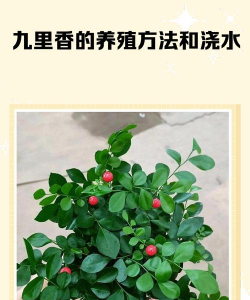 家庭养花用生根粉