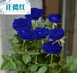 蓝色妖姬绿色的是什么呢