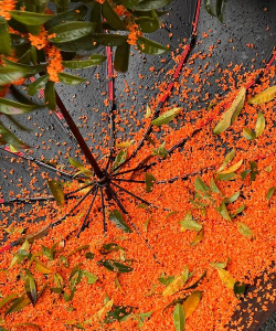 春天时桂花是什么样的