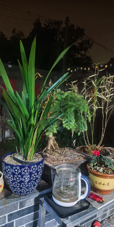 家庭养花用生根粉