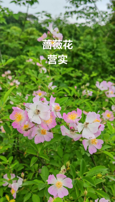 野蔷薇花什么时候开花