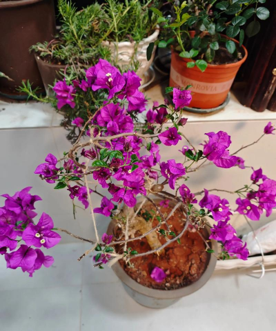 家庭养花用生根粉