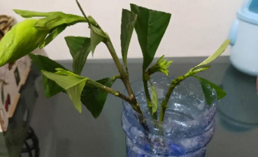 家庭养花用生根粉