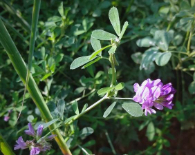 紫苜蓿草长什么样