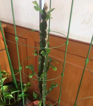 三棱箭怎么养得粗