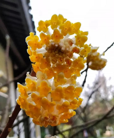 结香花在四川叫什么