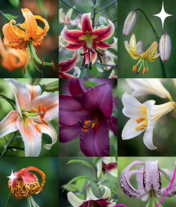 这是什么百合花