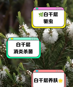 互叶白千层怎么种