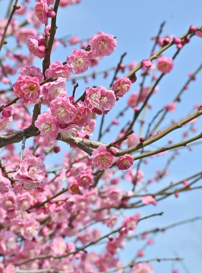 梅花描述是什么样的梅花