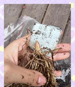 家庭养花用生根粉