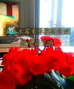 家庭养花用生根粉