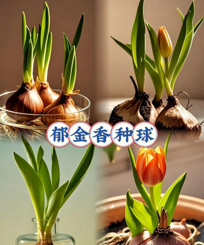 郁金香种球选什么好