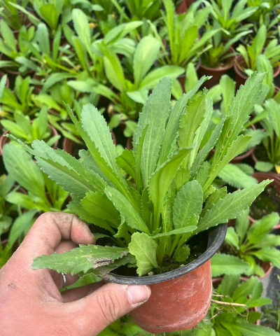 大滨菊怎么种了不发芽