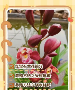 红宝石花应怎么养